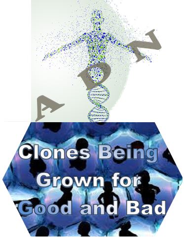 Clones Being Grown for Good and Bad