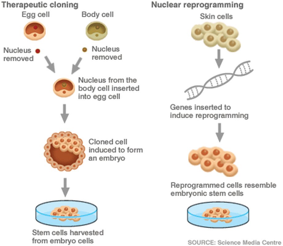 Репродуктивное клонирование. Терапевтическое клонирование схема. Клонирование соматических клеток. Терапевтическое клонирование человека. Клонирование клеток человека.